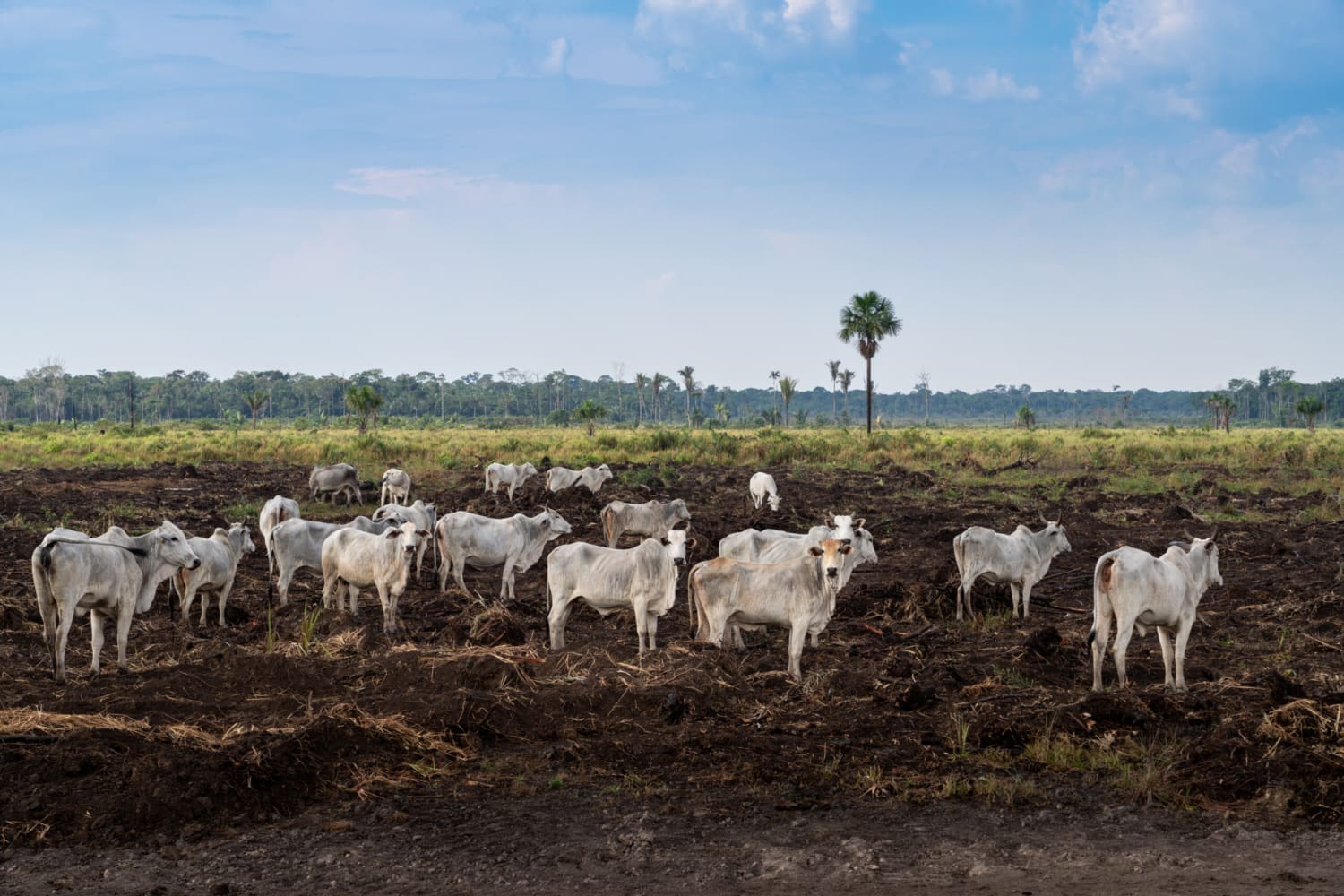 MIGHTY EARTH REVEALS THREE MEAT GIANTS LINKED TO HALF A MILLION HECTARES OF DEFORESTATION IN BRAZIL