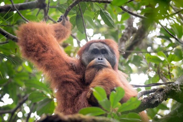 Tapanuli-Photo-Credit-Andrew-Walmsley