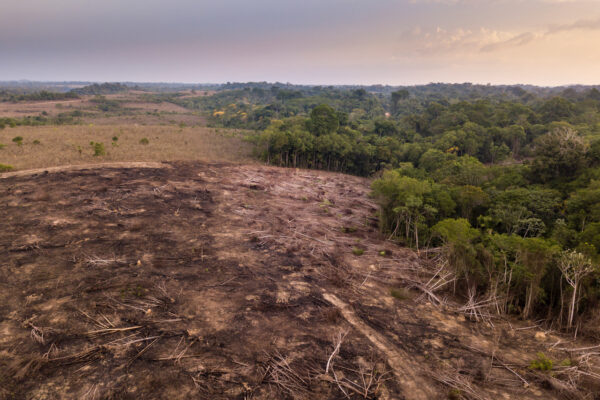 Illegal deforestation on farm.